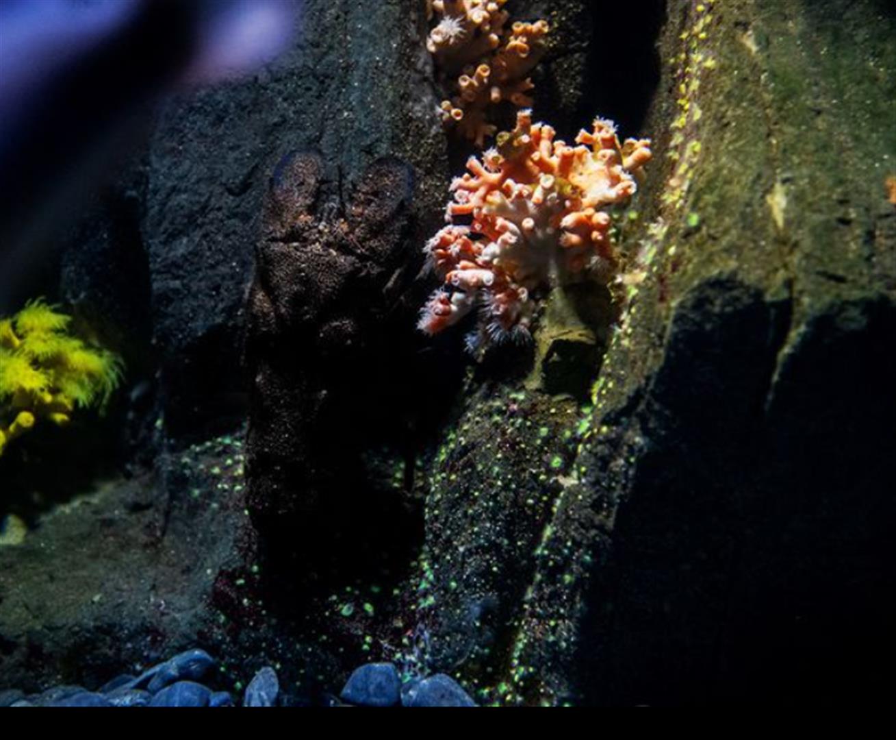 Oceanário de Lisboa