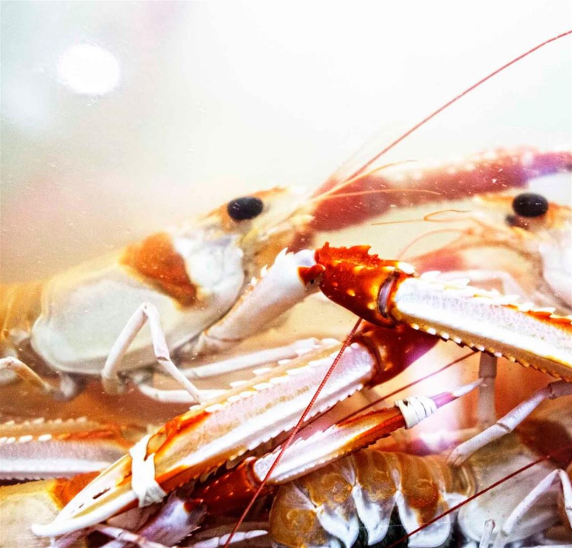 Cervejaria Ramiro
