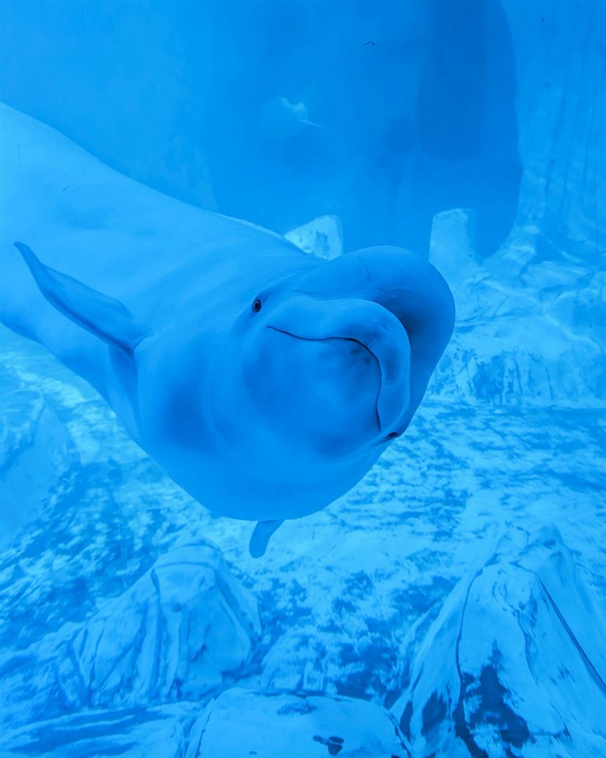 L'Oceanogràfic