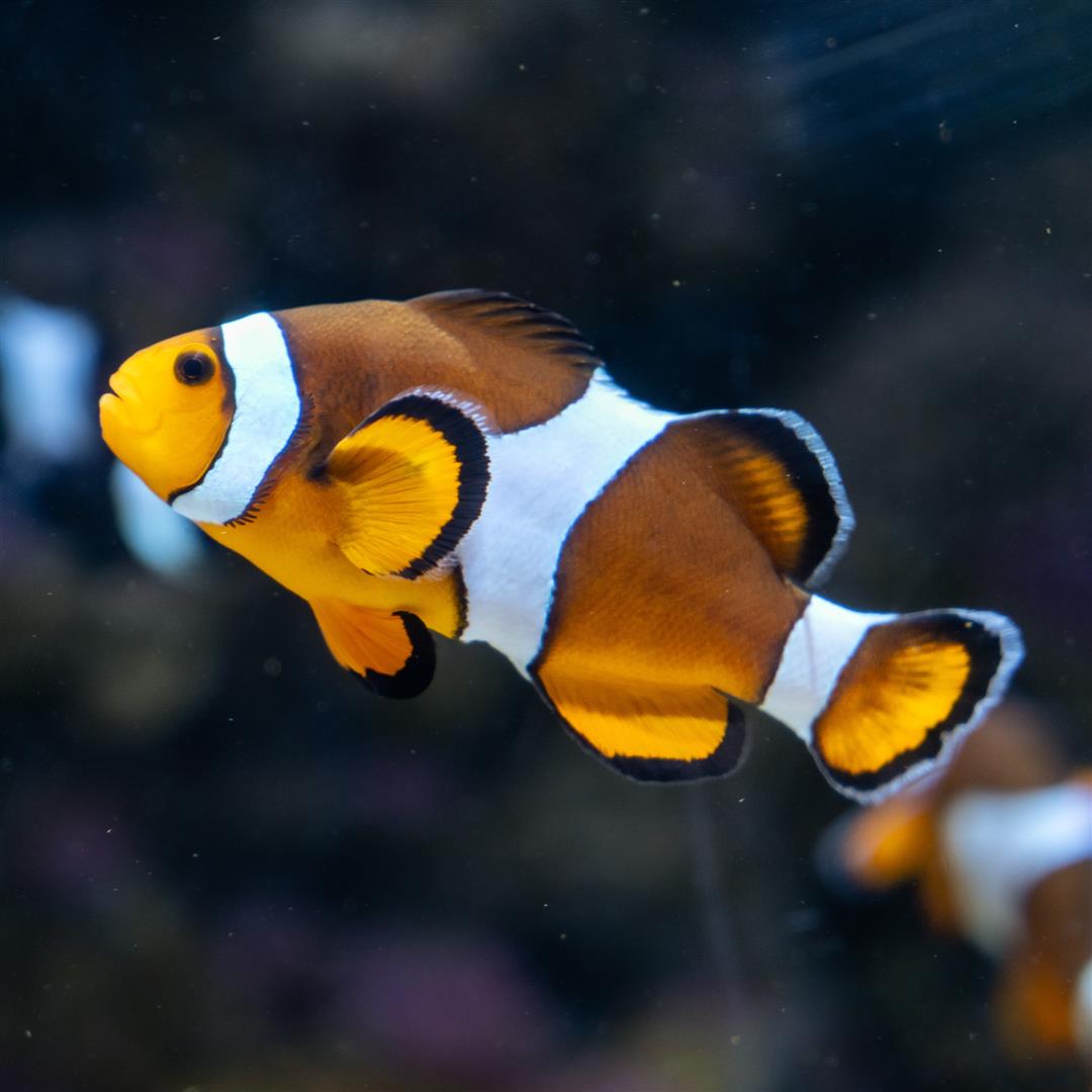 L'Oceanogràfic