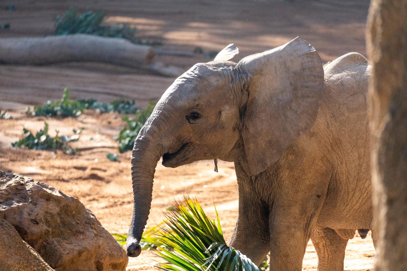 Bioparc Valencia