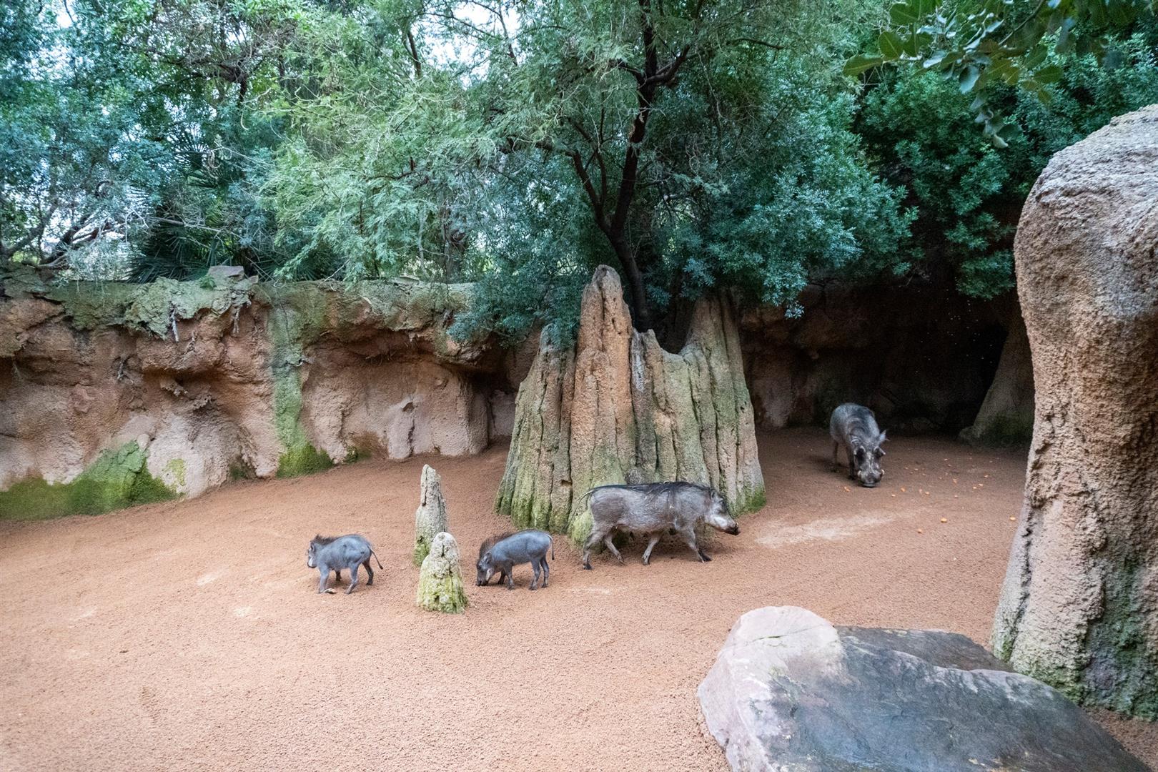 Bioparc Valencia