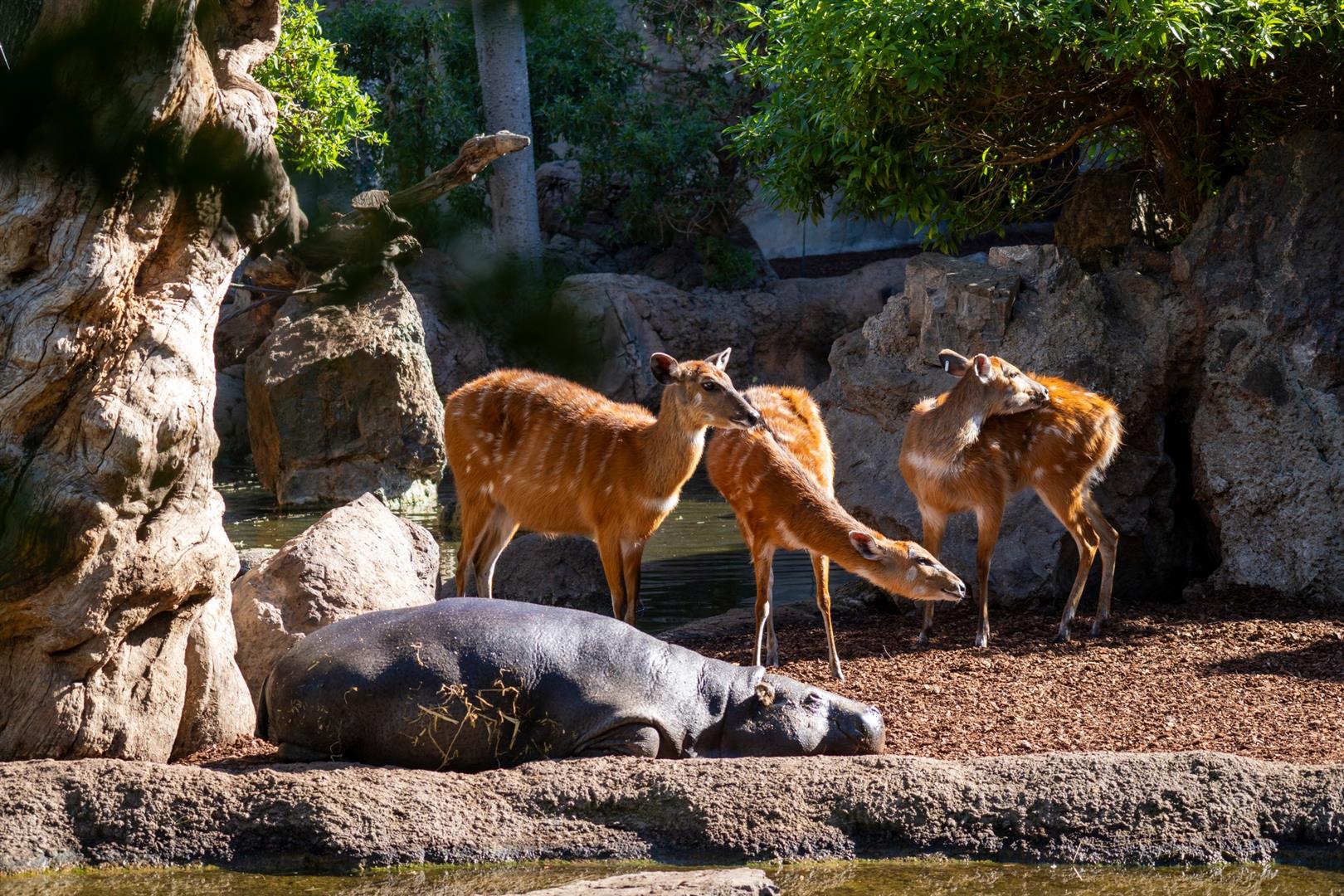 Bioparc Valencia