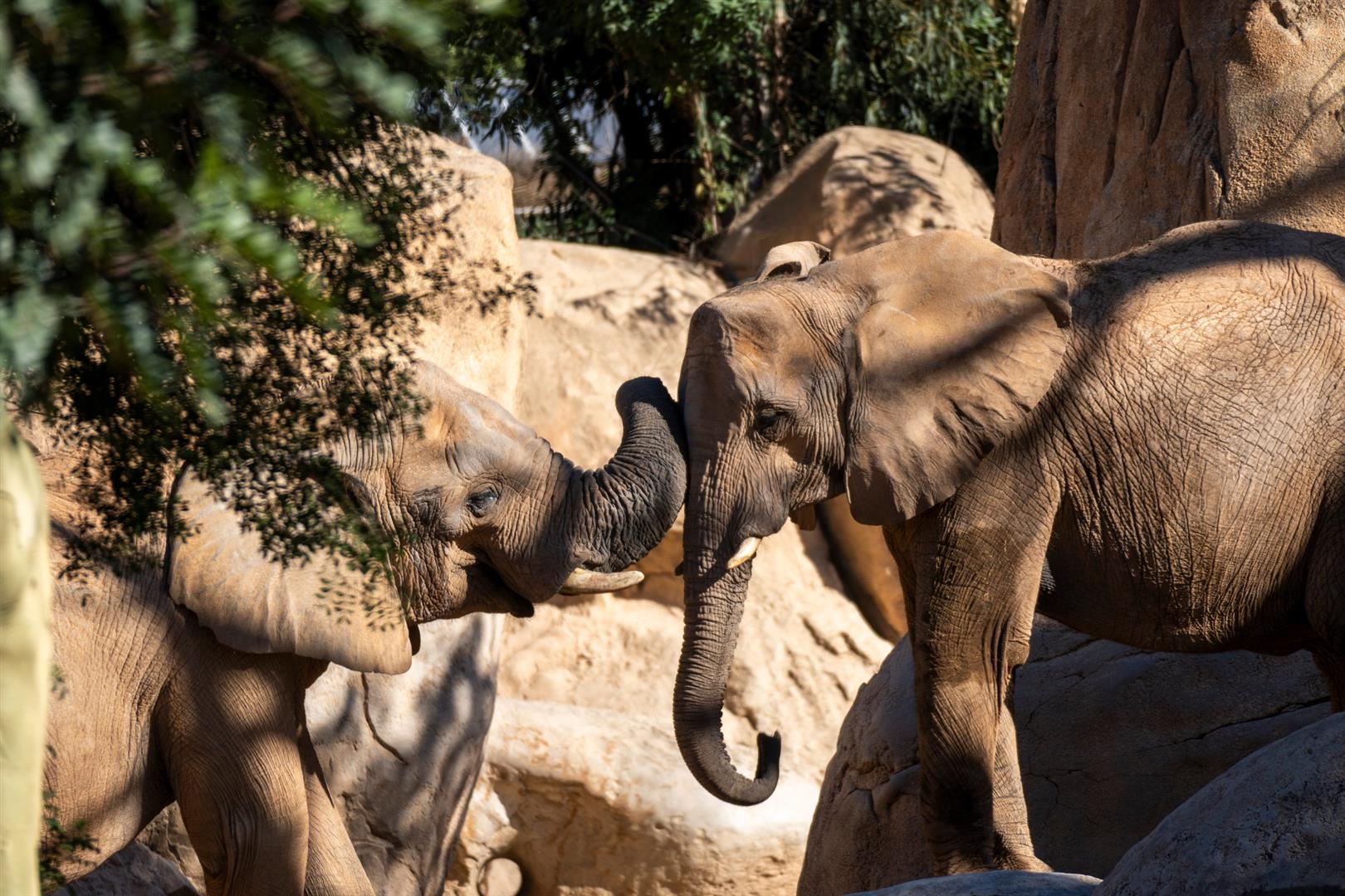 Bioparc Valencia