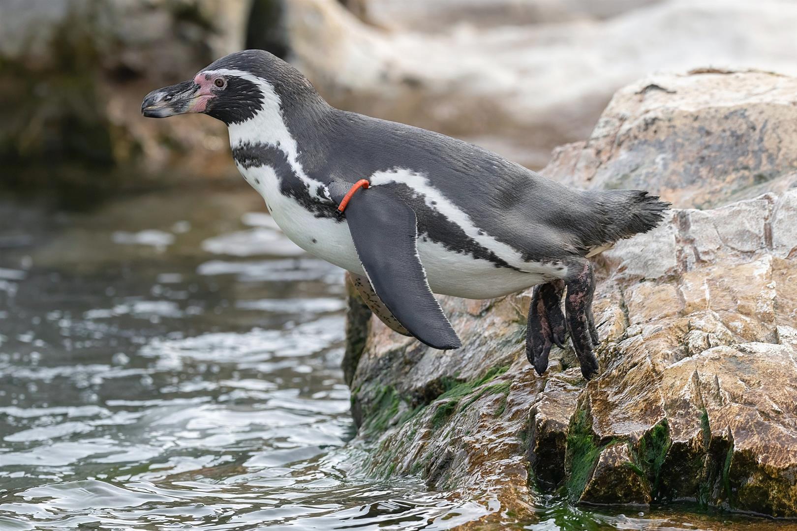 Schönbrunn Zoo