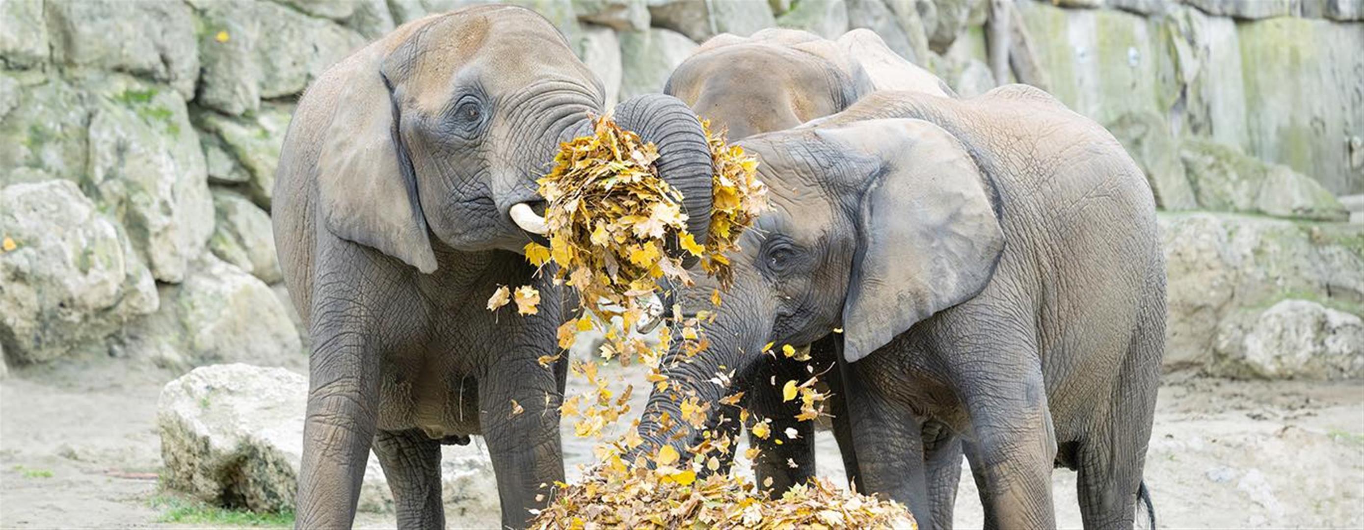 Schönbrunn Zoo