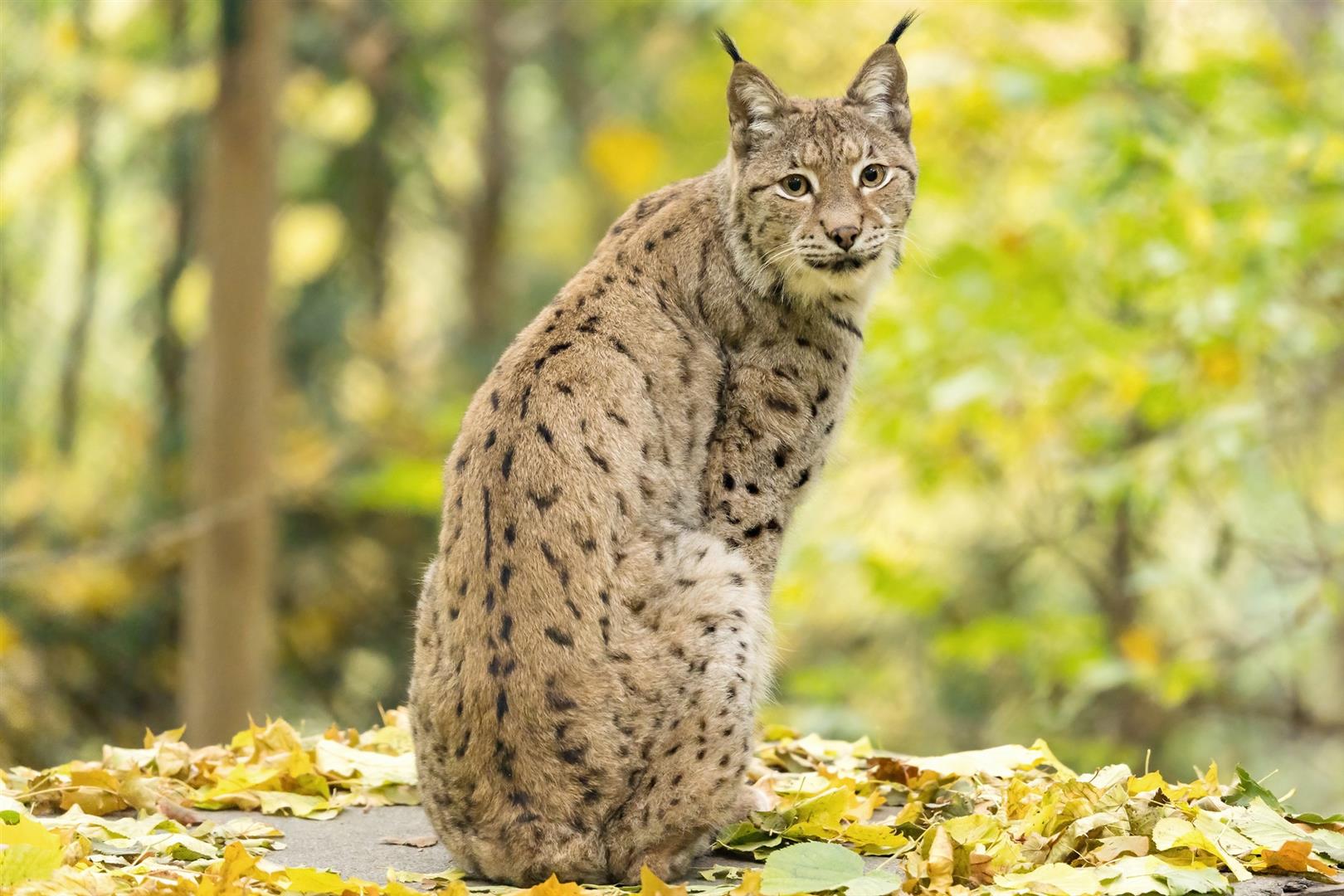 Schönbrunn Zoo