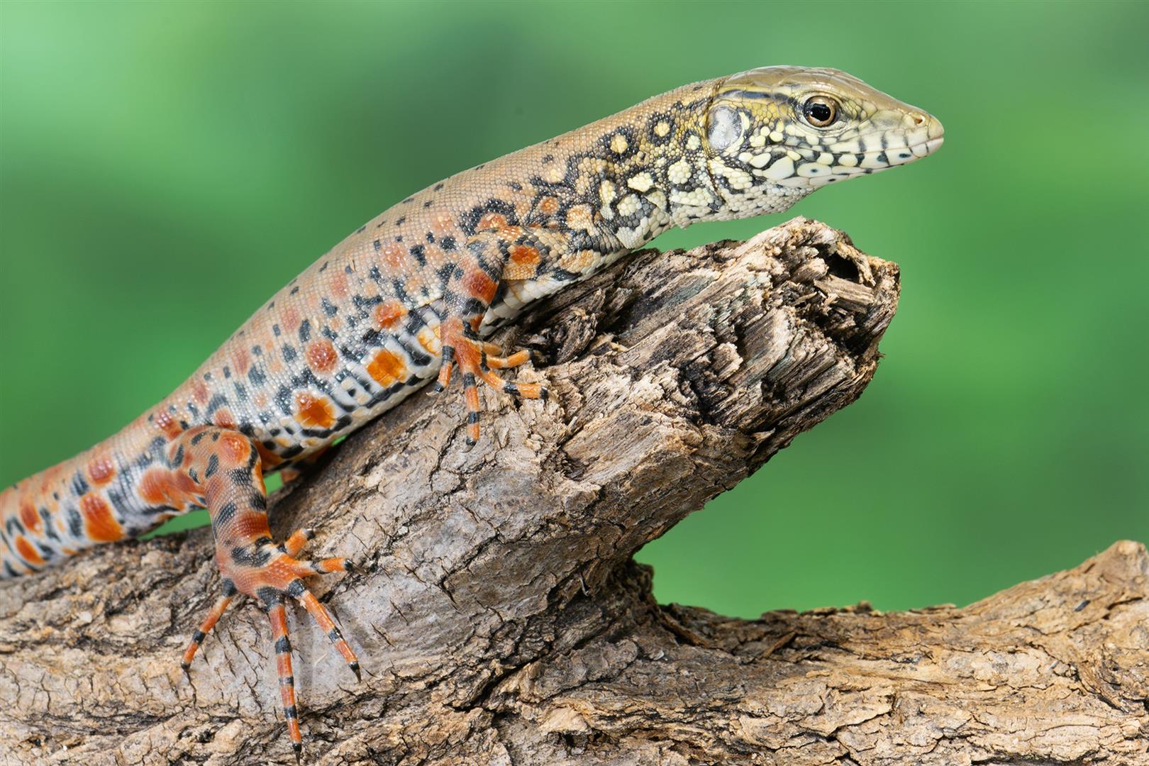 Schönbrunn Zoo