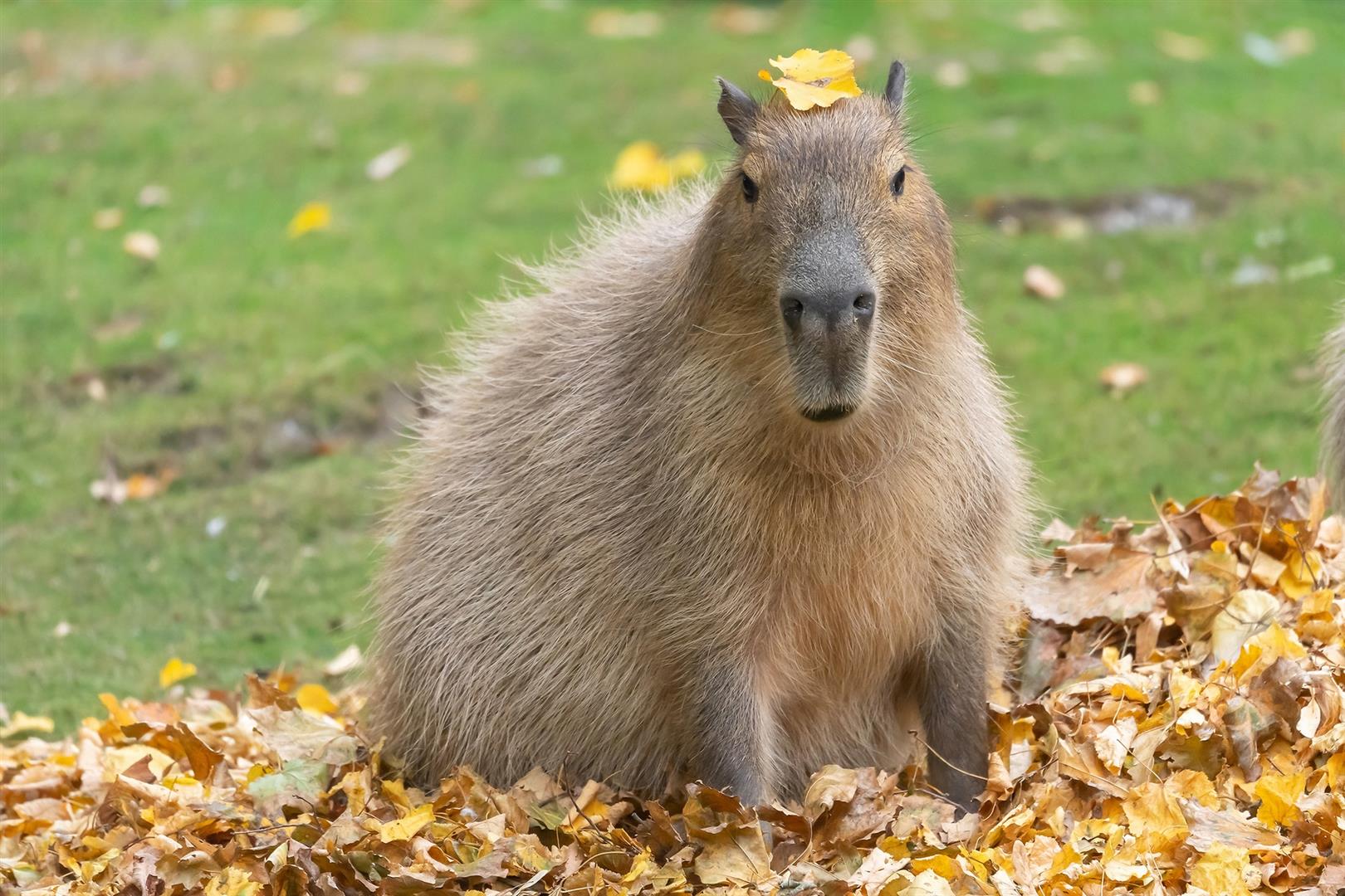 Schönbrunn Zoo