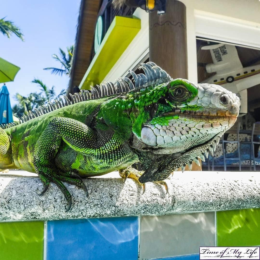 Margaritaville Ocho Rios