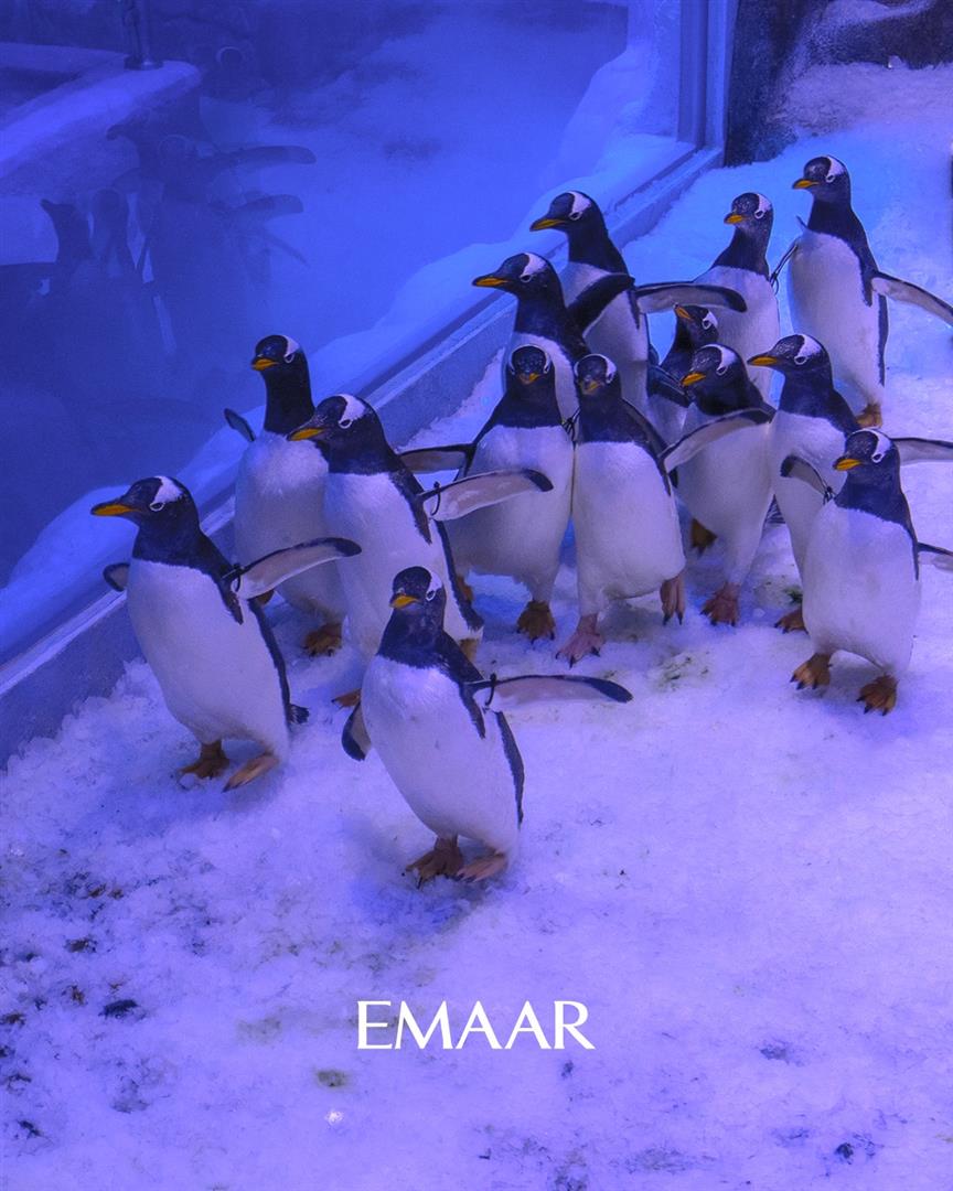 Dubai Aquarium & Underwater Zoo