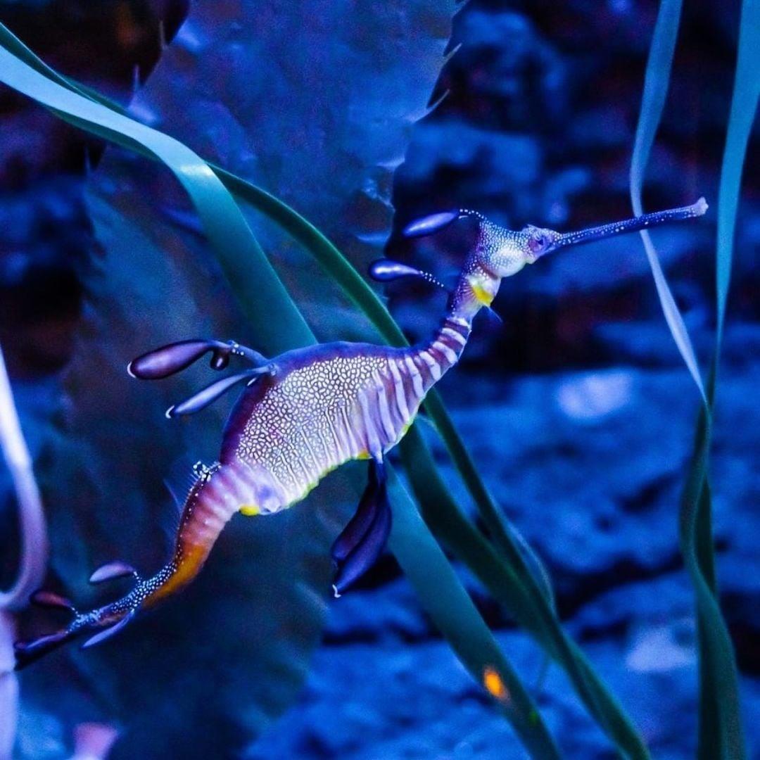 Dubai Aquarium & Underwater Zoo