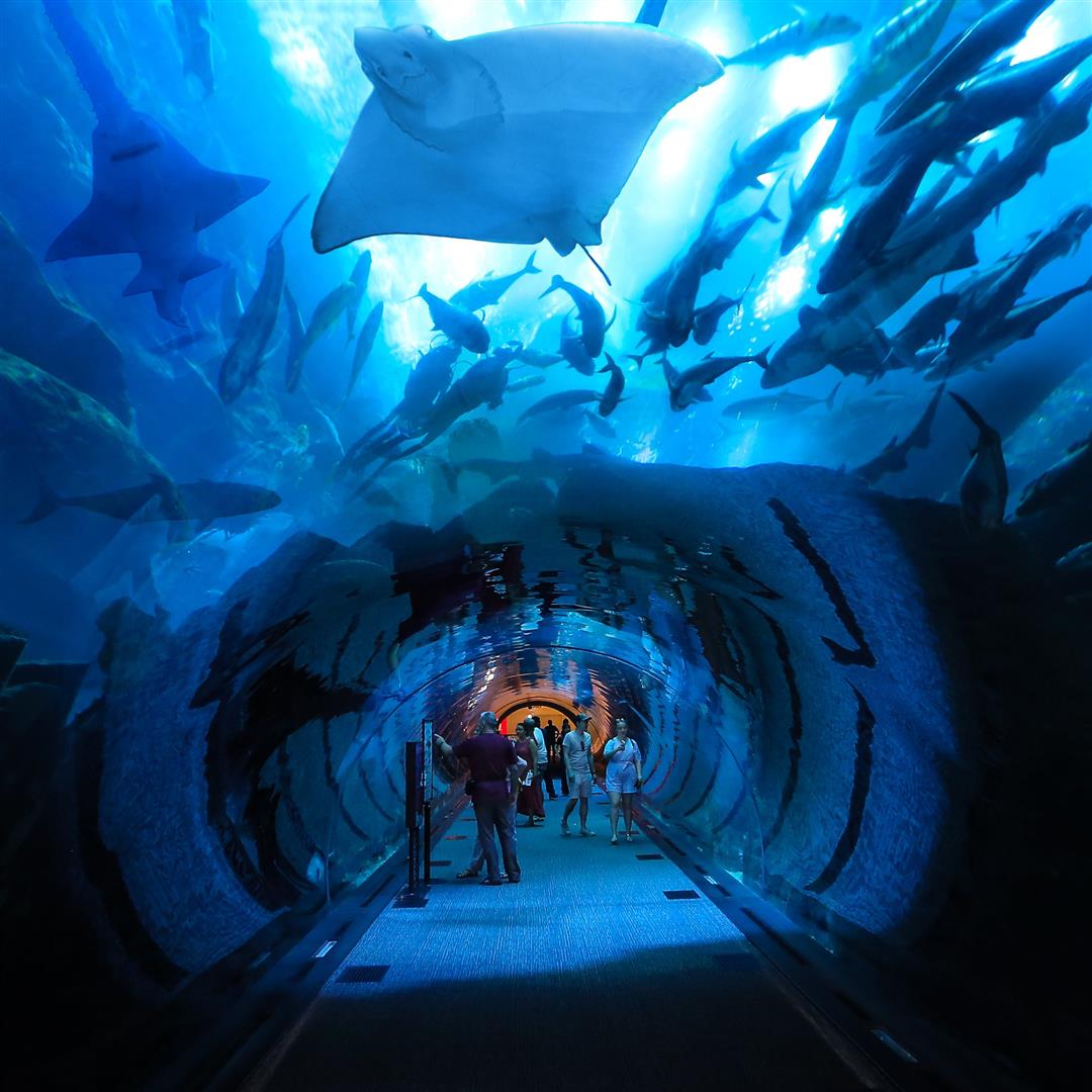Dubai Aquarium & Underwater Zoo