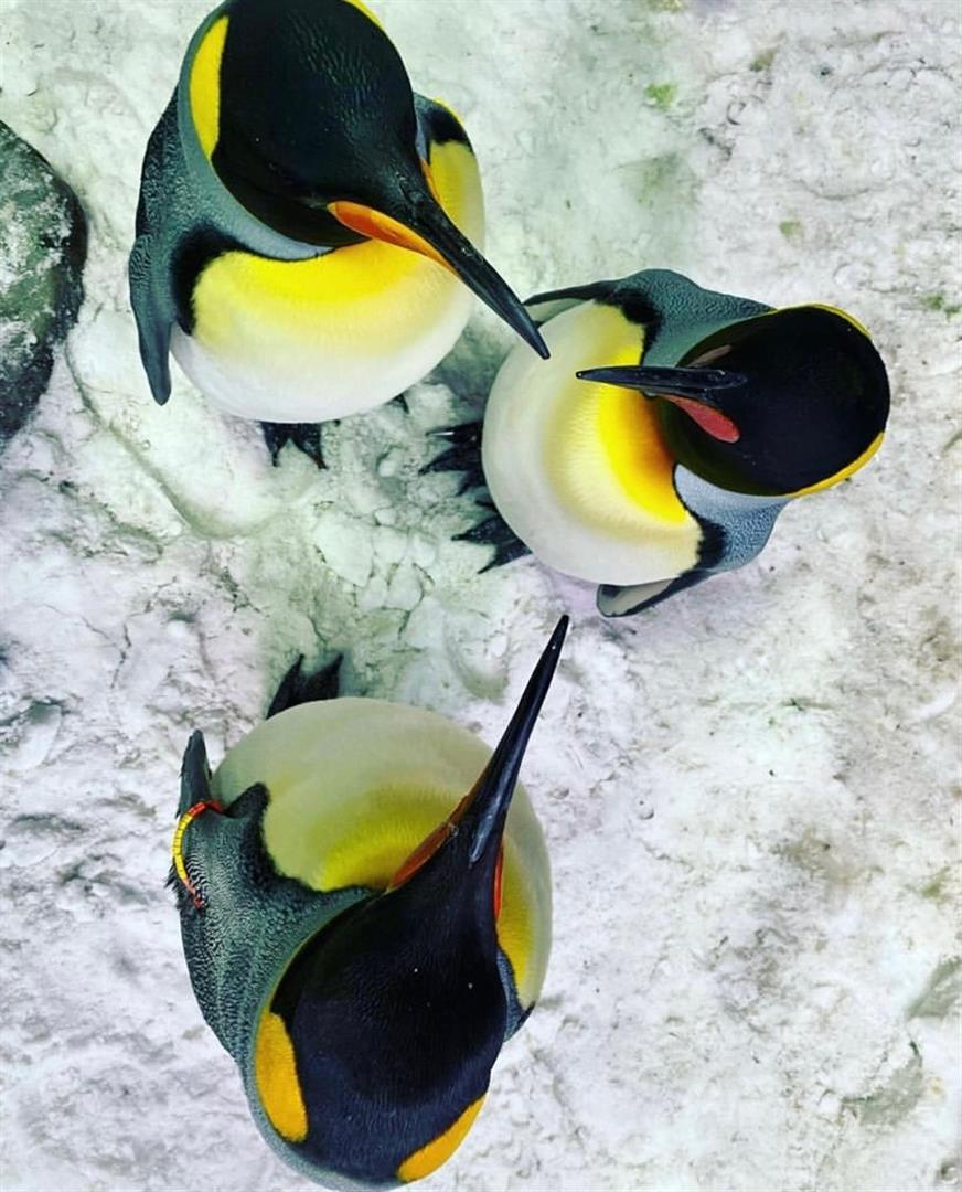 Ski Dubai