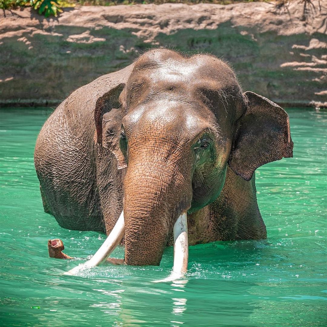 Los Angeles Zoo