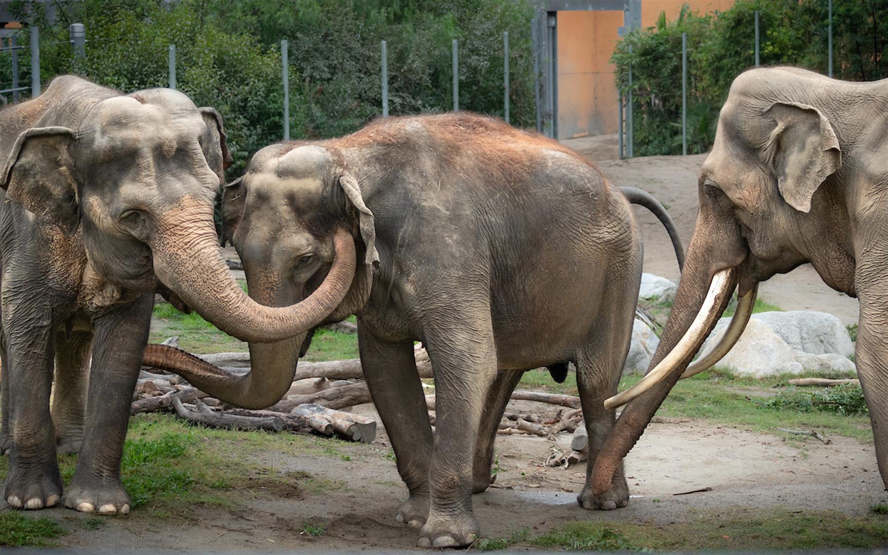 Los Angeles Zoo