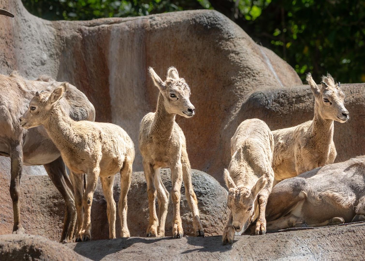 Los Angeles Zoo