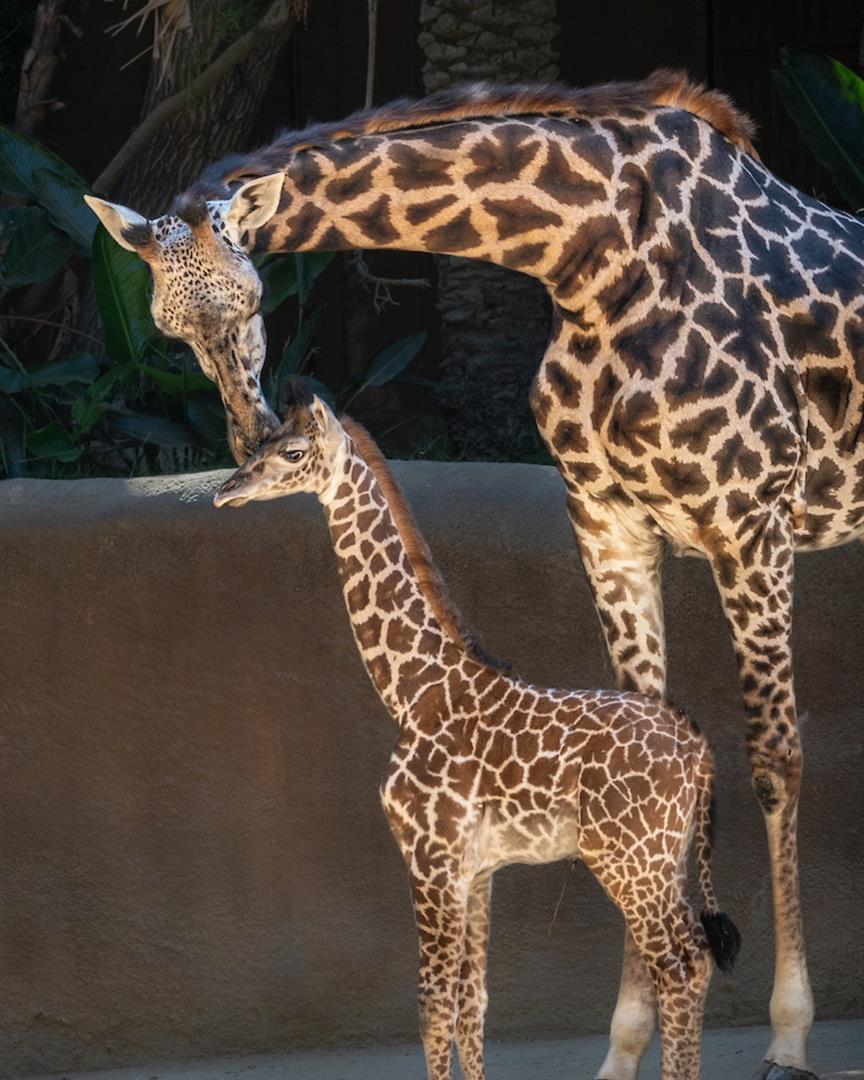Los Angeles Zoo