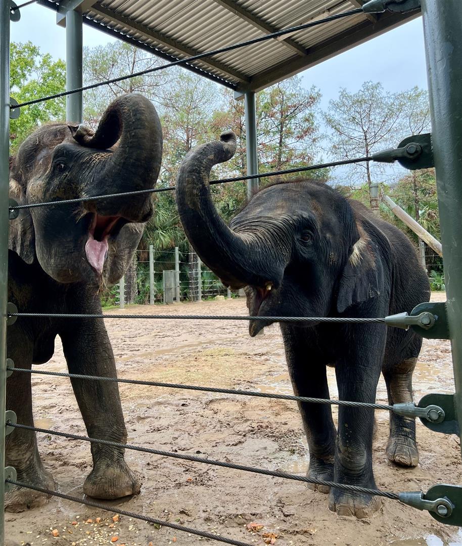 Houston Zoo