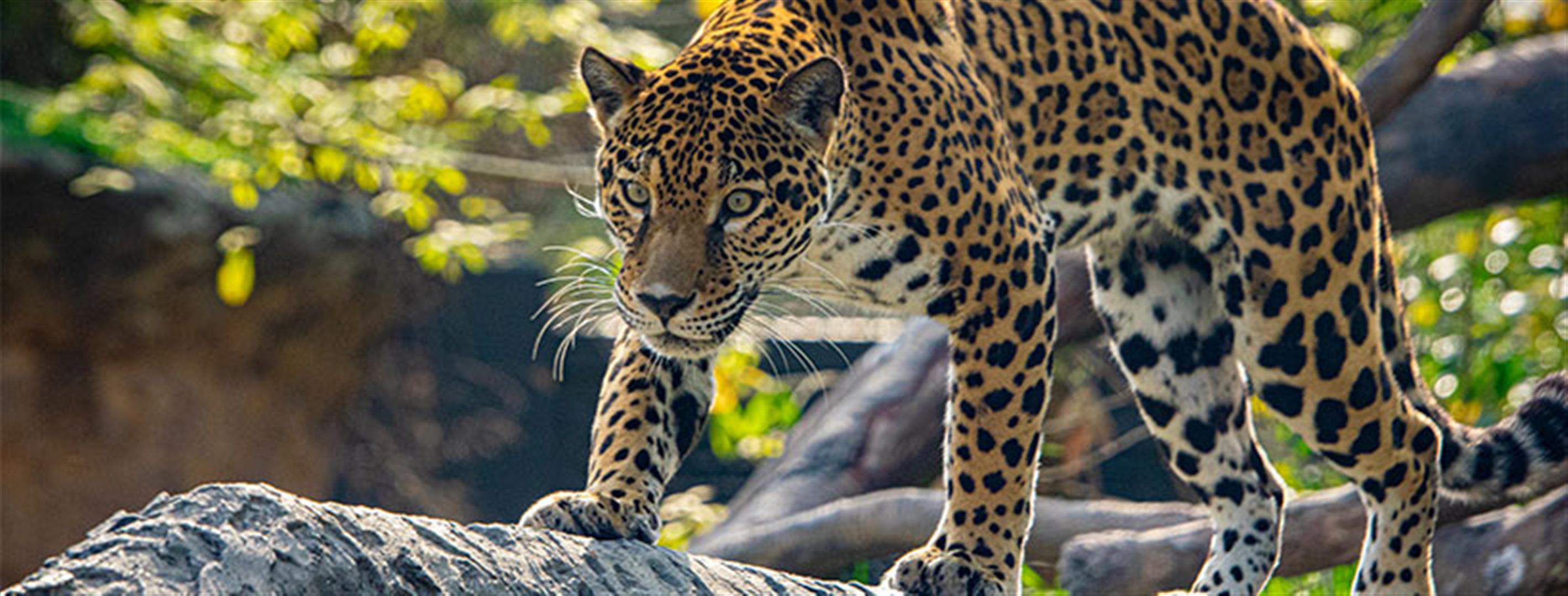 Houston Zoo