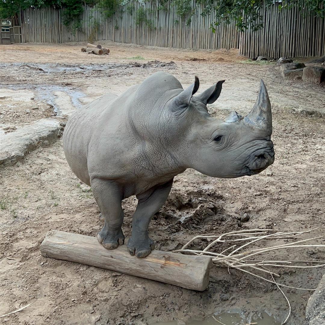 Houston Zoo