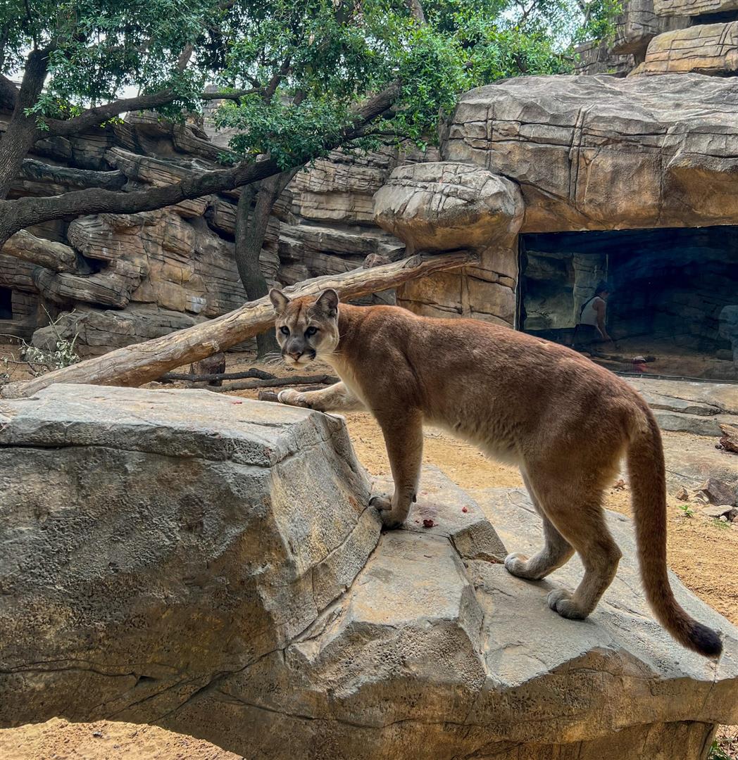 Houston Zoo
