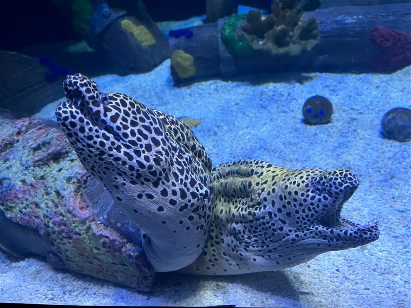 Downtown Aquarium