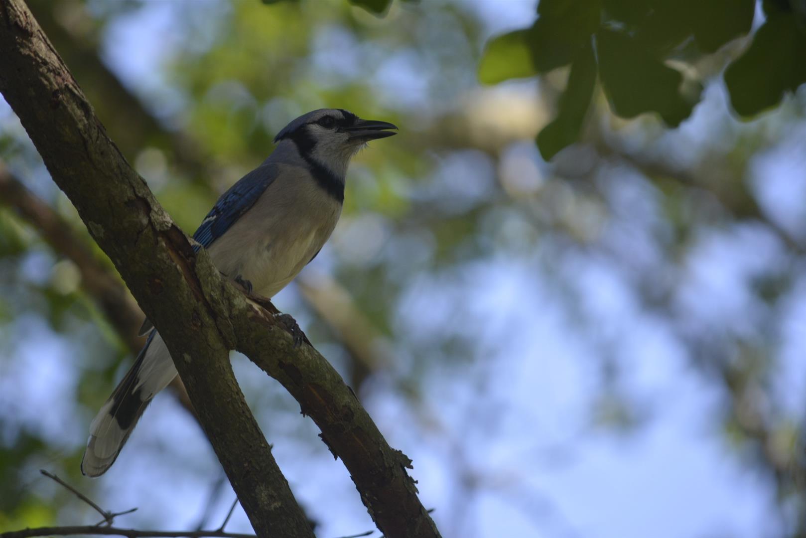 Kickerillo-Mischer Preserve
