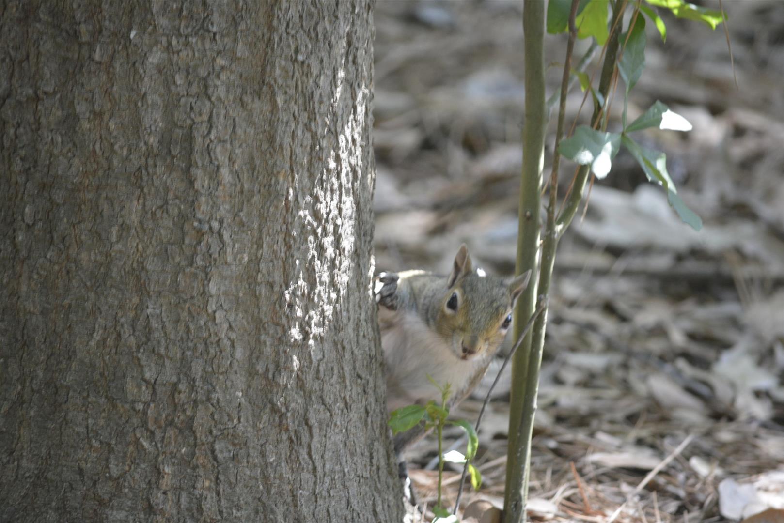 Kickerillo-Mischer Preserve