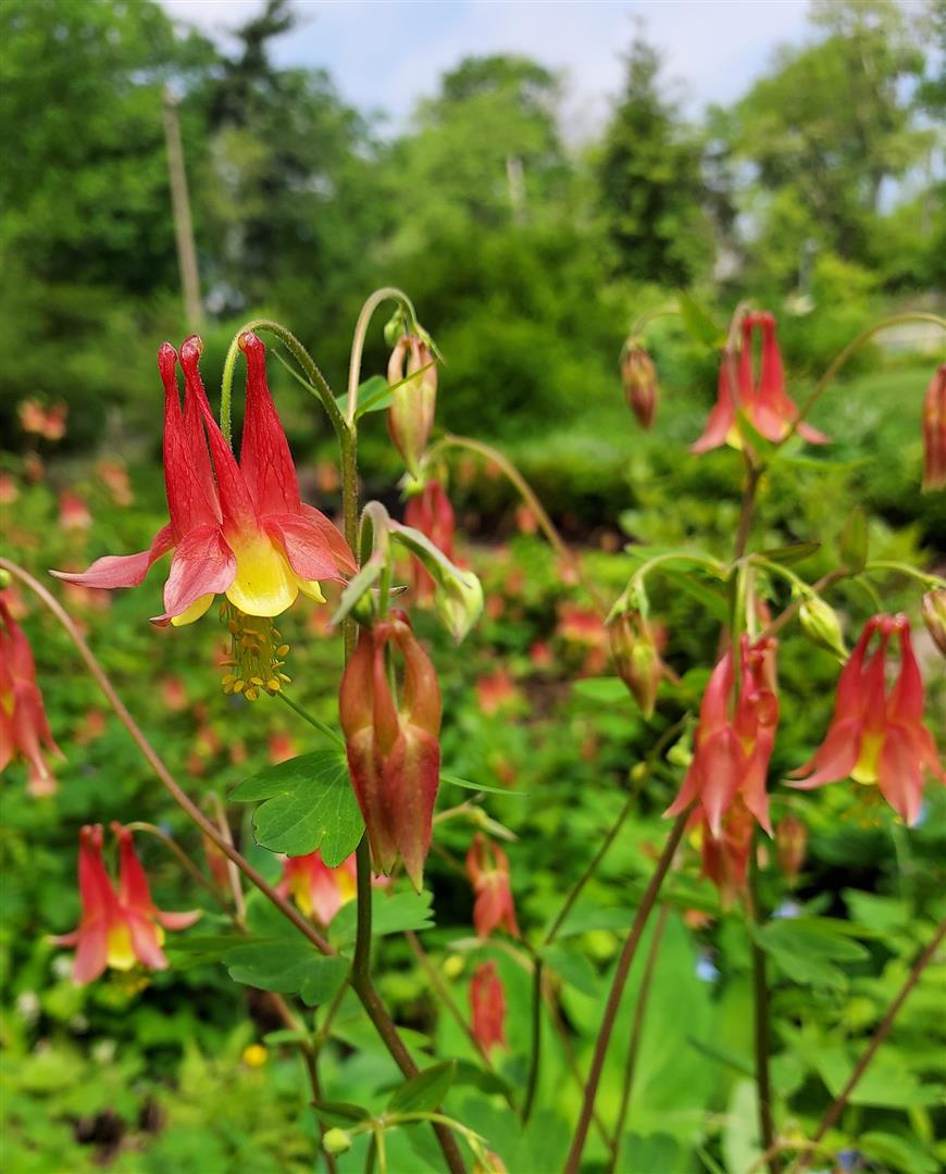 Bartram's Garden