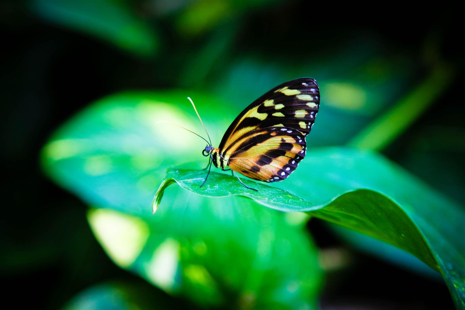 Shutter Stock