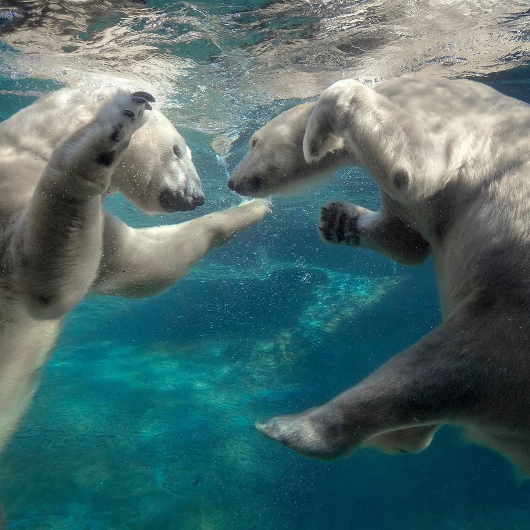 San Diego Zoo