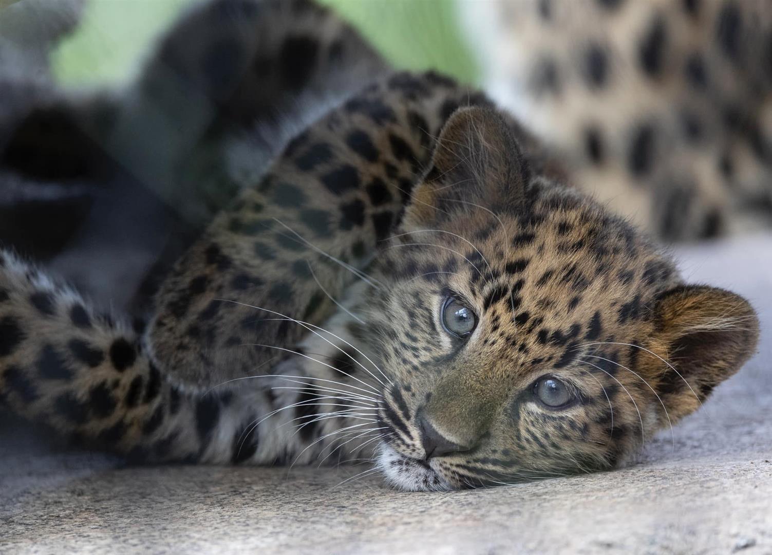 San Diego Zoo