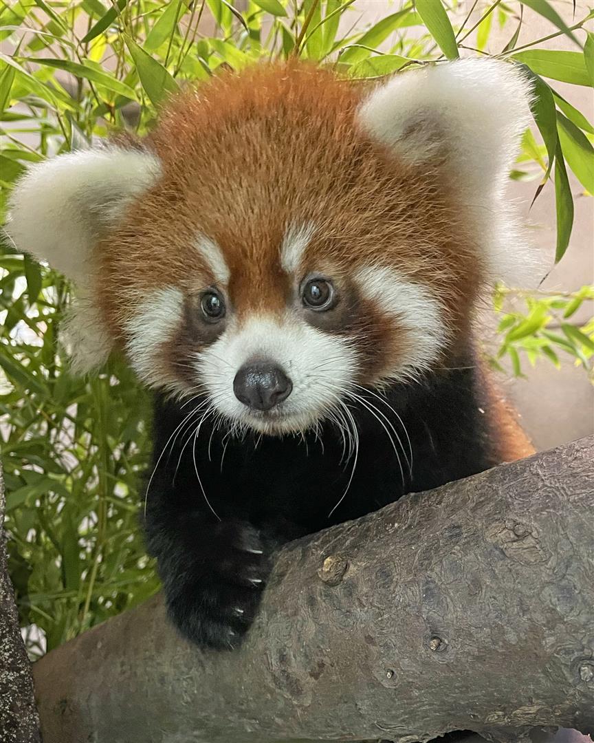San Diego Zoo