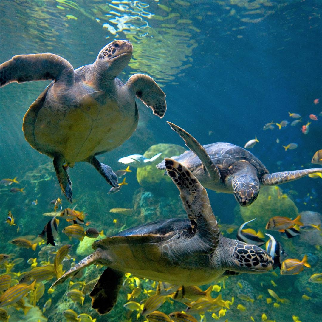 SeaWorld San Diego