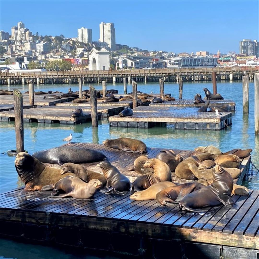 PIER 39