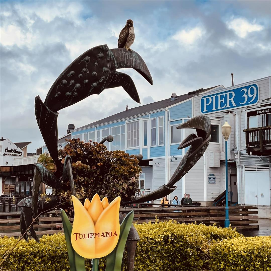 PIER 39