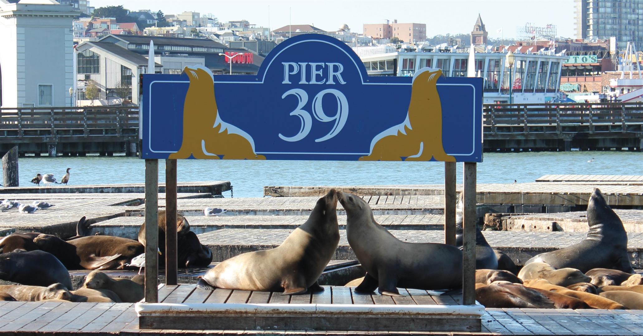 Watching Sea Lions