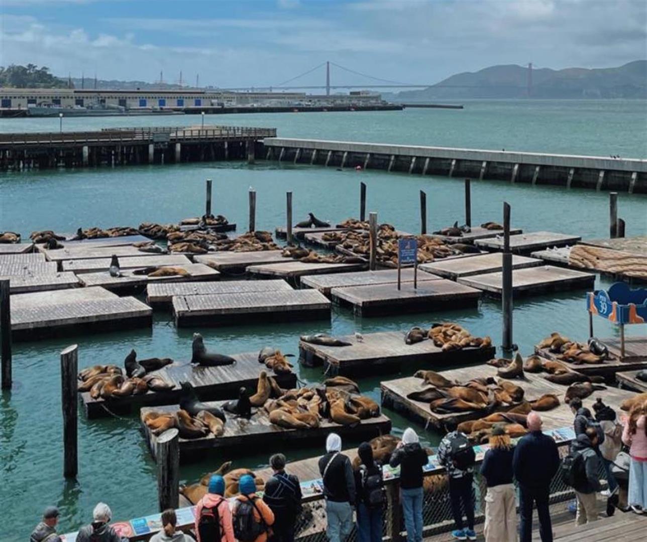 Watching Sea Lions