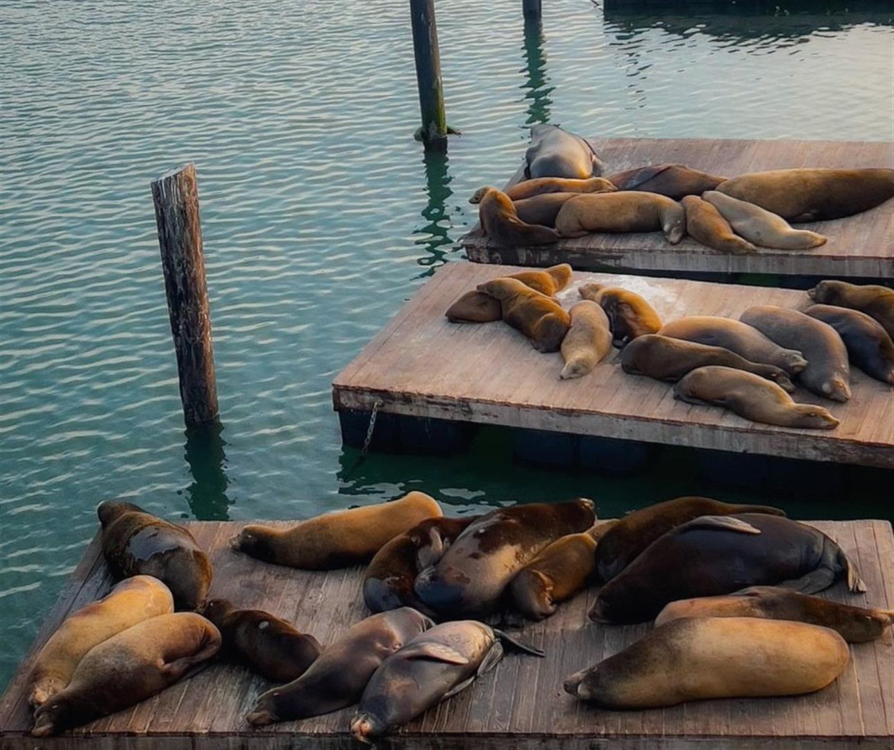 Watching Sea Lions