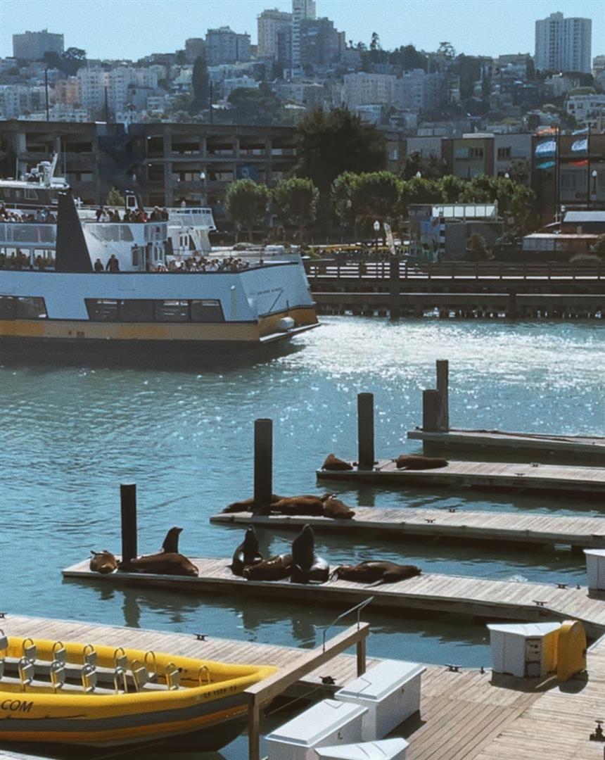 Watching Sea Lions