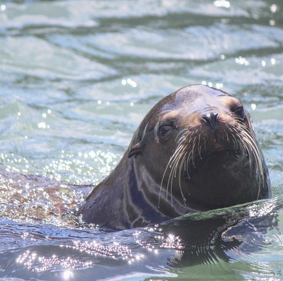 Watching Sea Lions