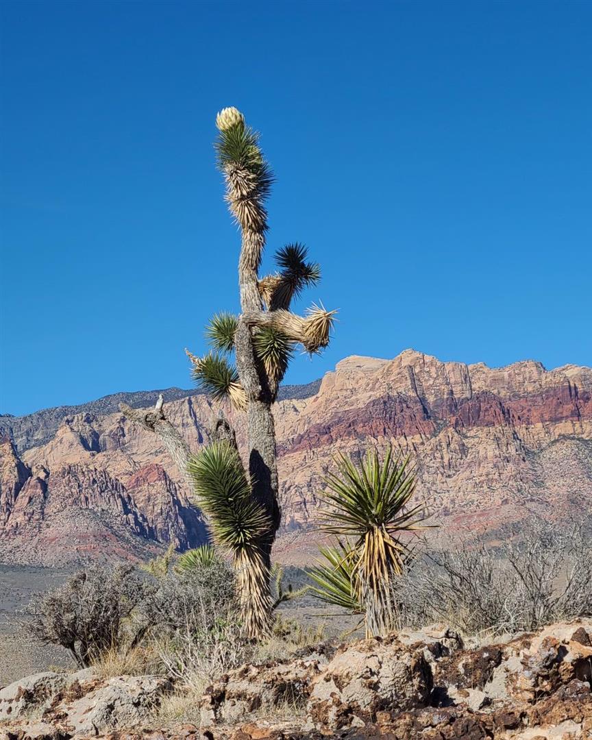Red Rock Canyon National Conservation Area