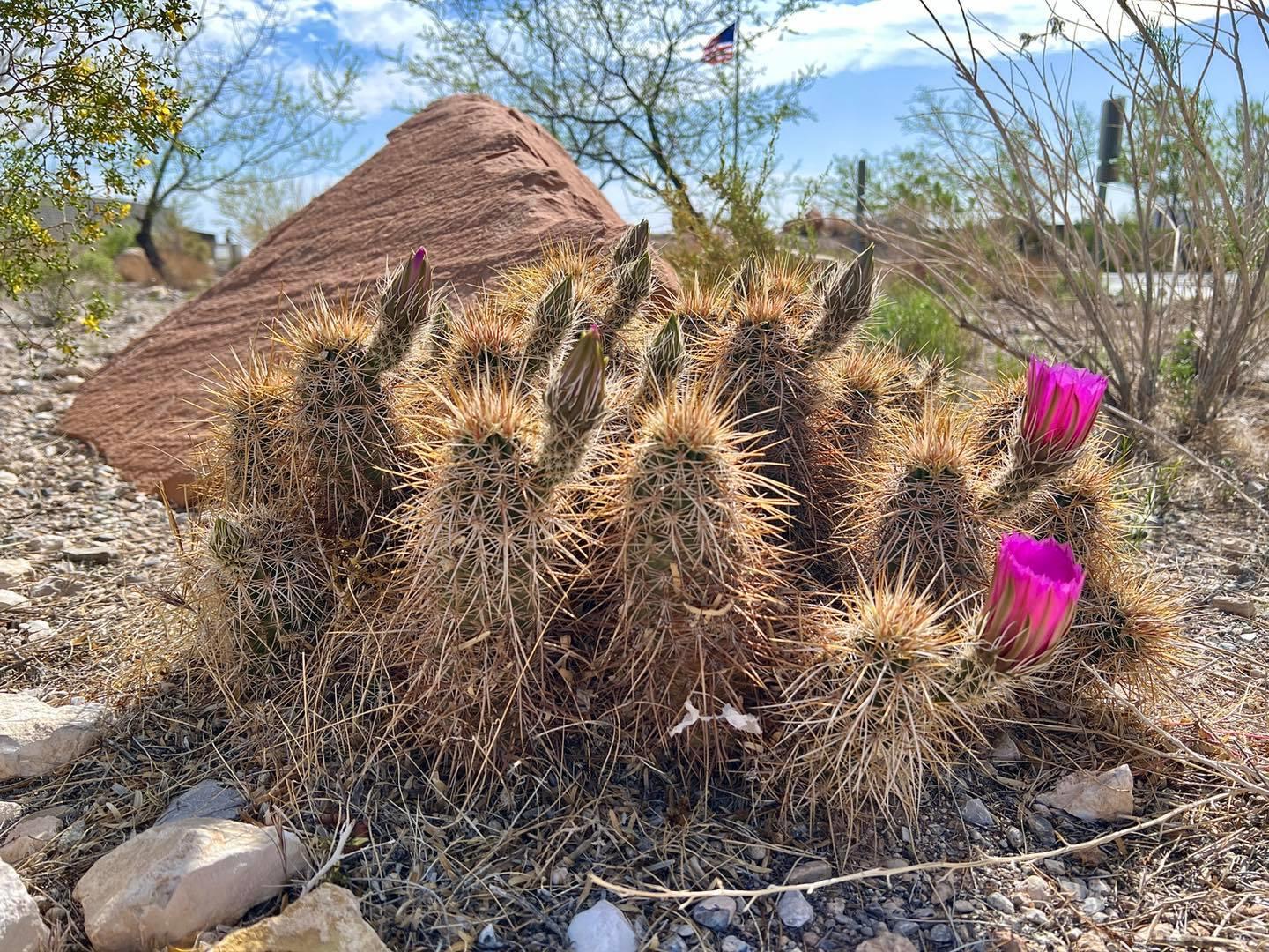 Red Rock Canyon National Conservation Area